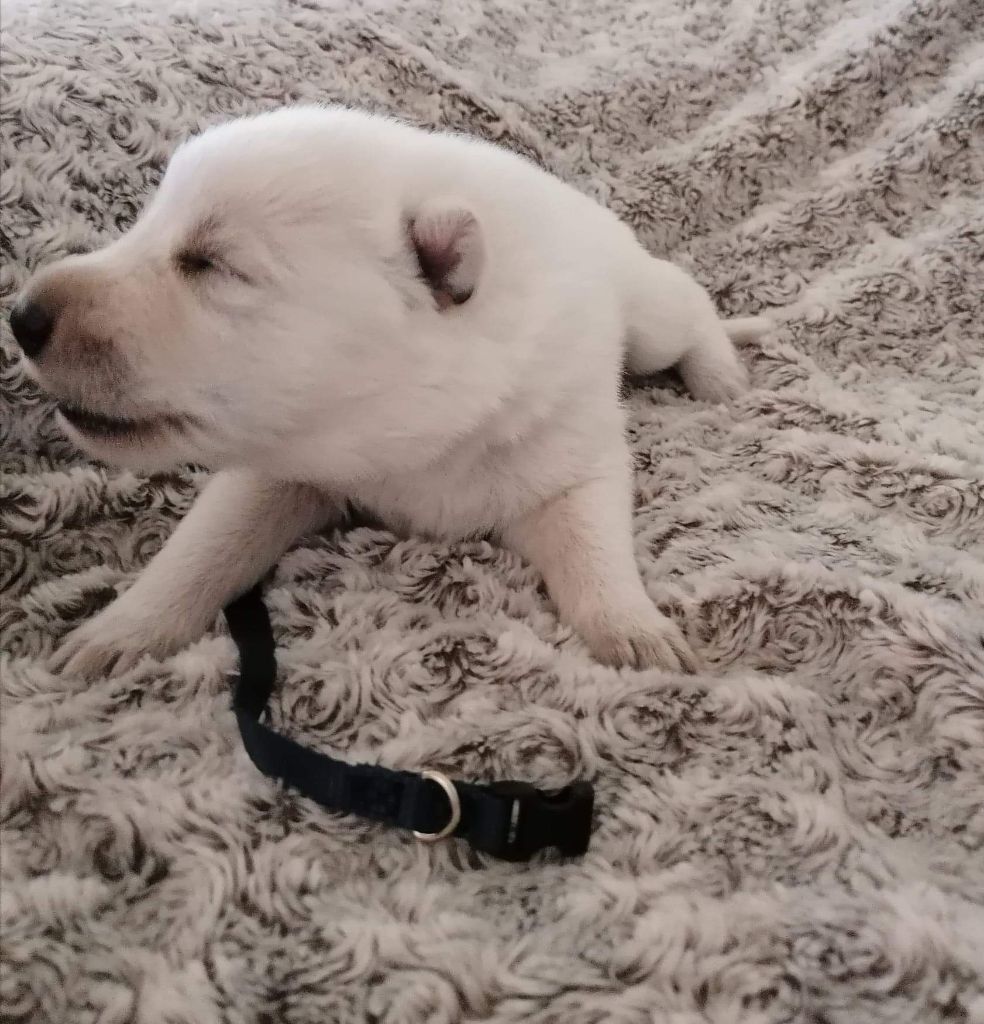 Du Domaine Des Astres Envoutés - Chiots disponibles - Berger Blanc Suisse