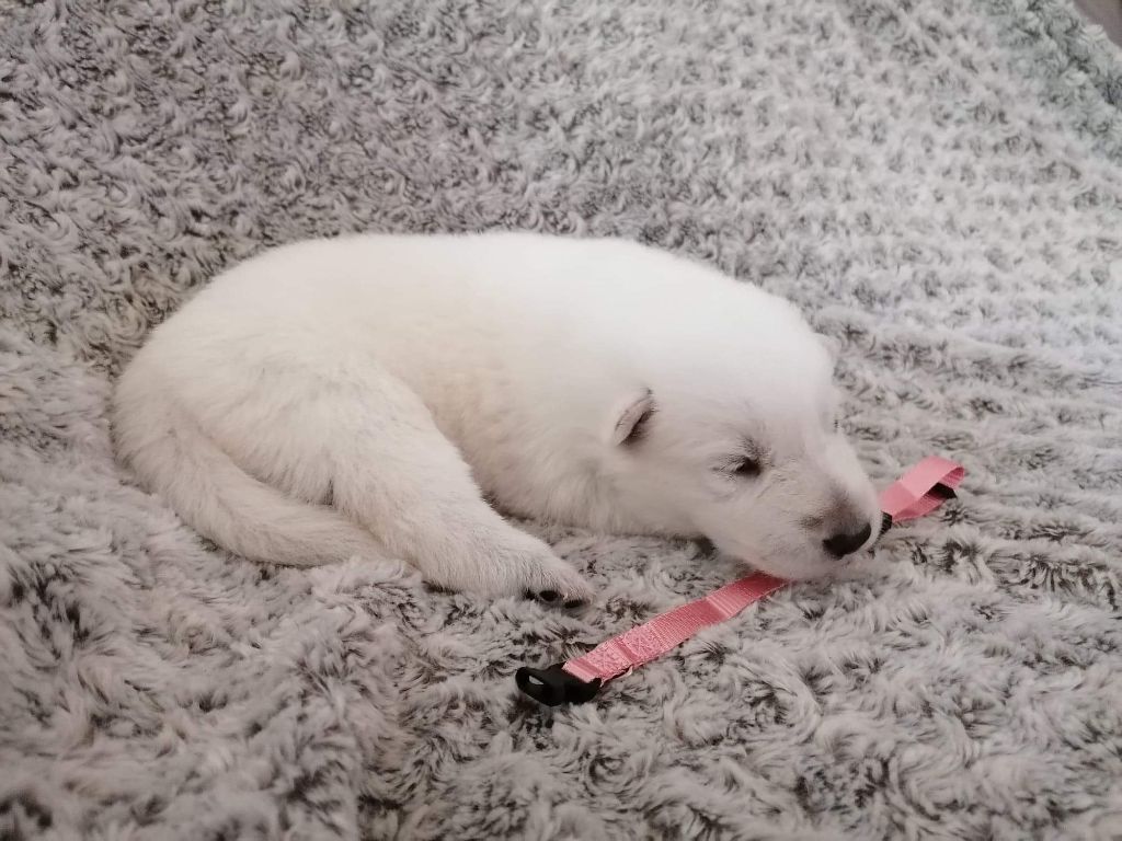 Du Domaine Des Astres Envoutés - Chiots disponibles - Berger Blanc Suisse