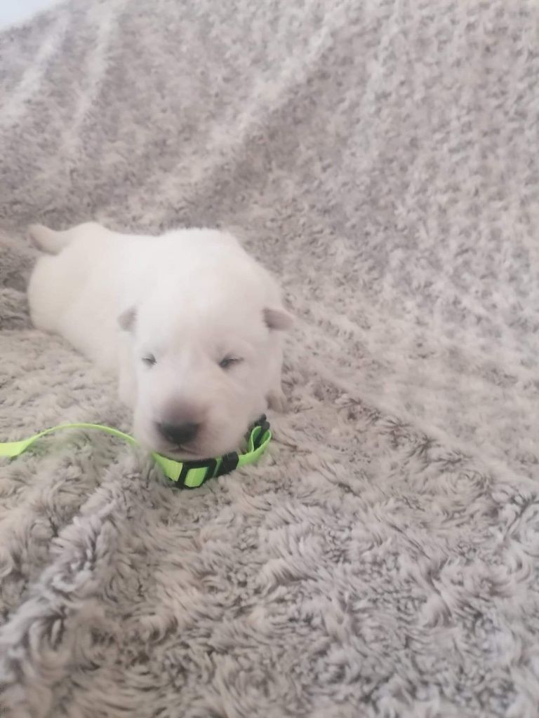 Du Domaine Des Astres Envoutés - Chiots disponibles - Berger Blanc Suisse